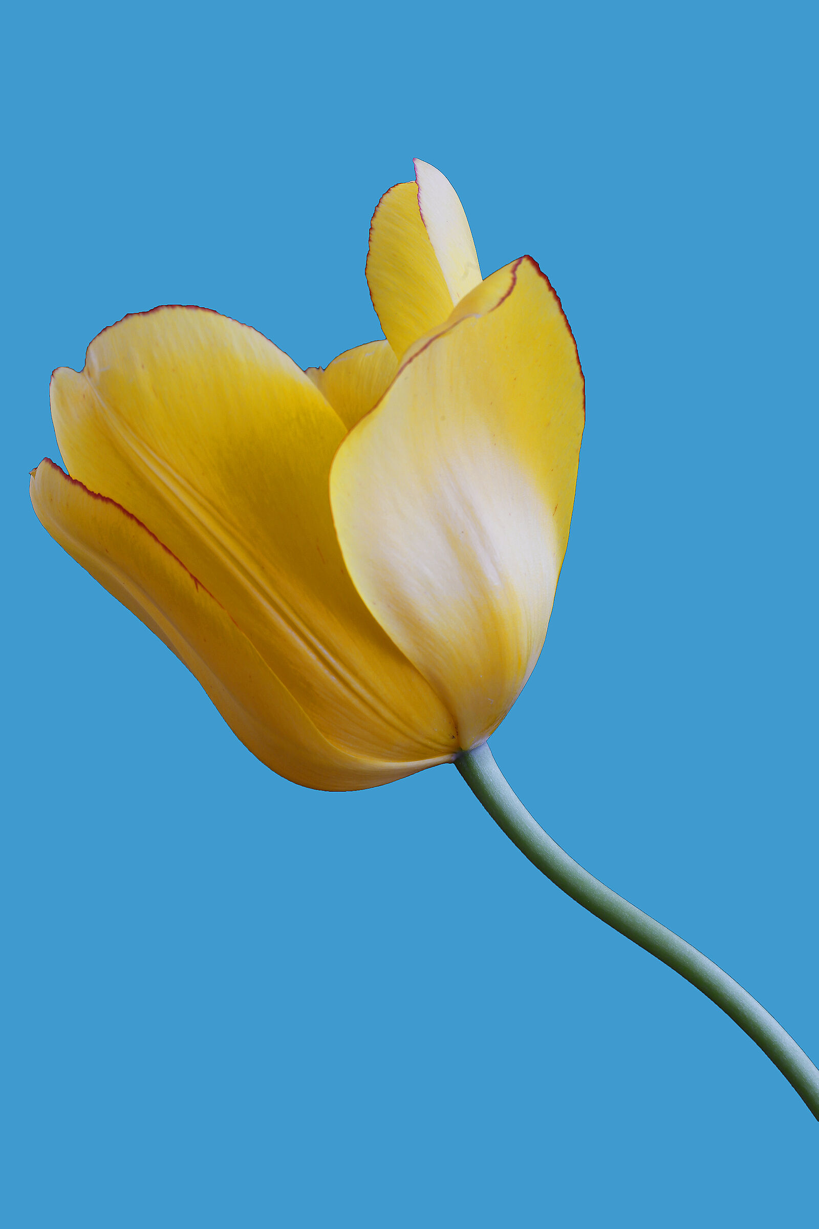 Tulip