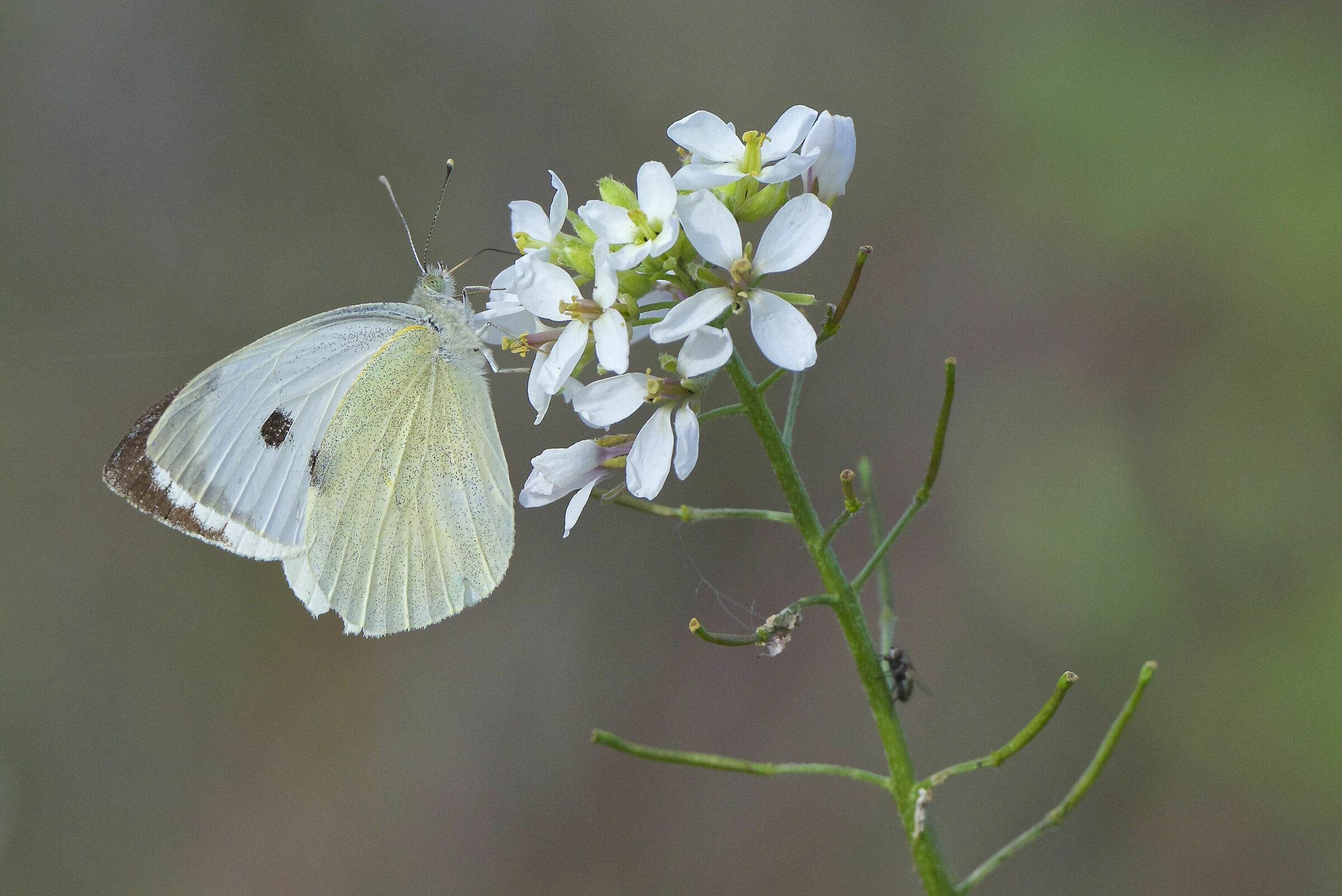 Pieris brassicae