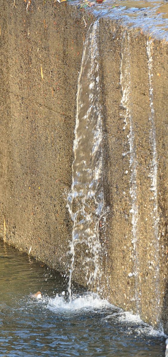 Merlo Acquaiolo nel suo elemento