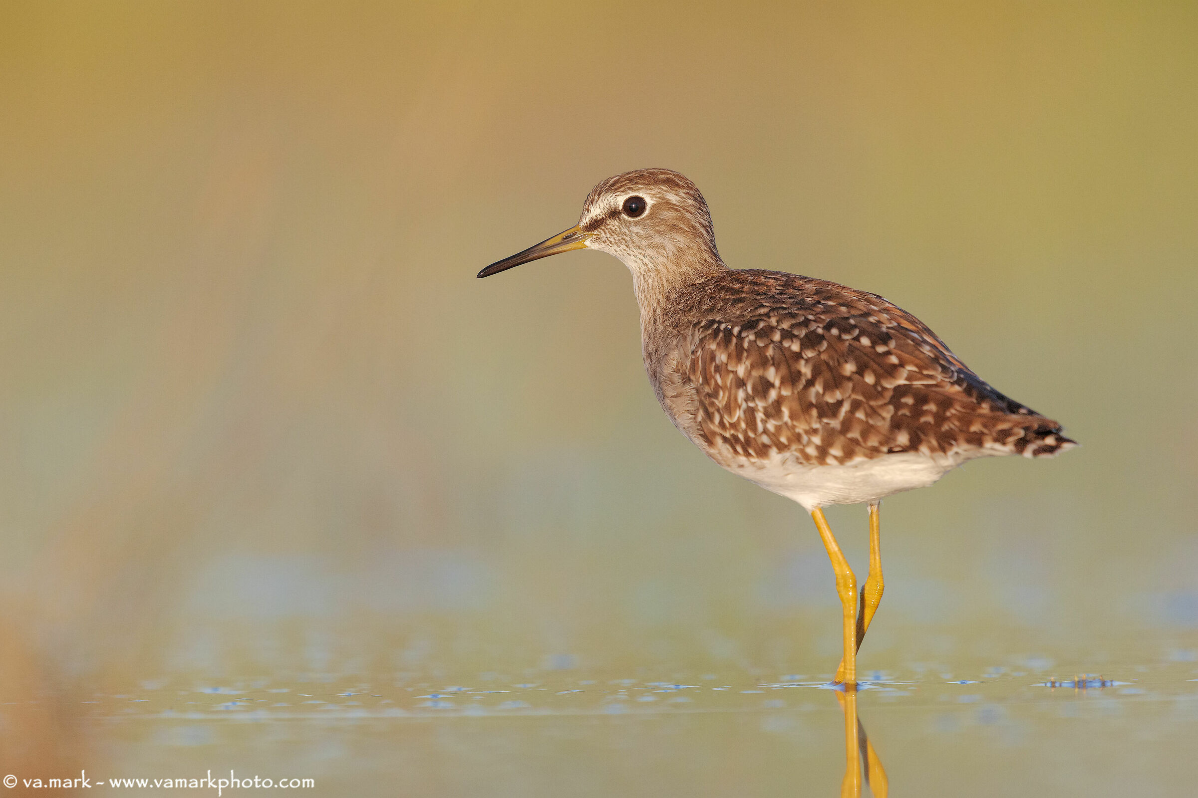 Piro piro boschereccio