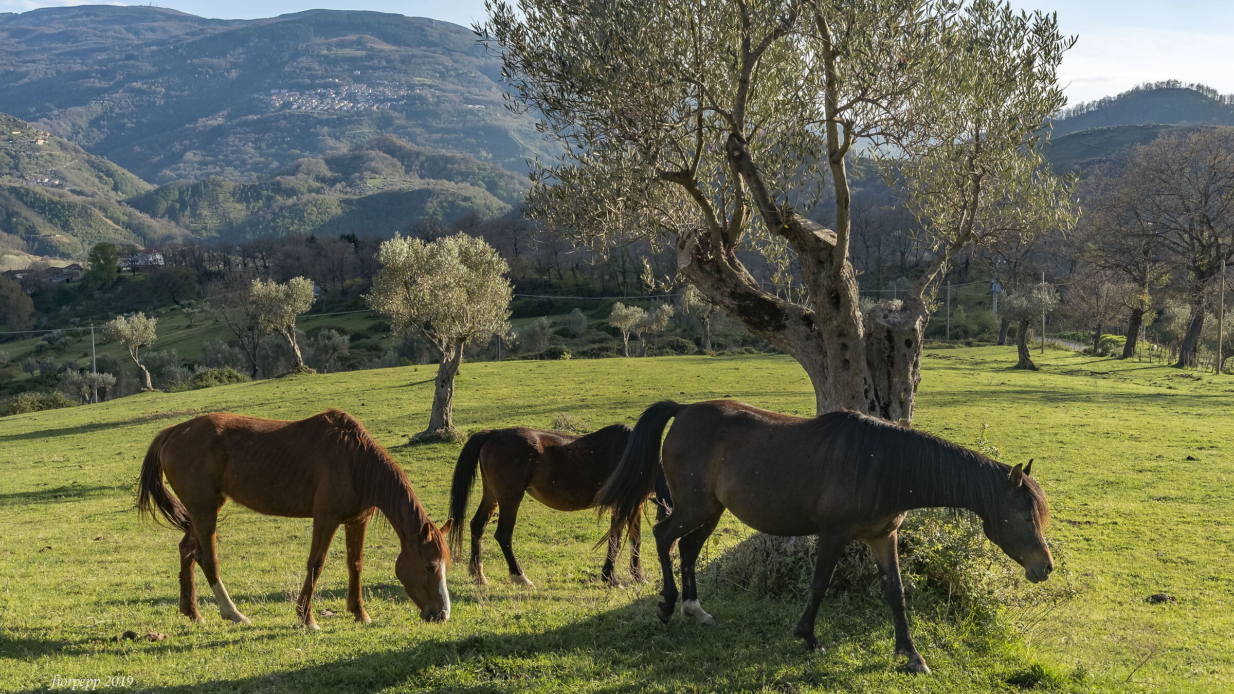 Al pascolo negli ulivi