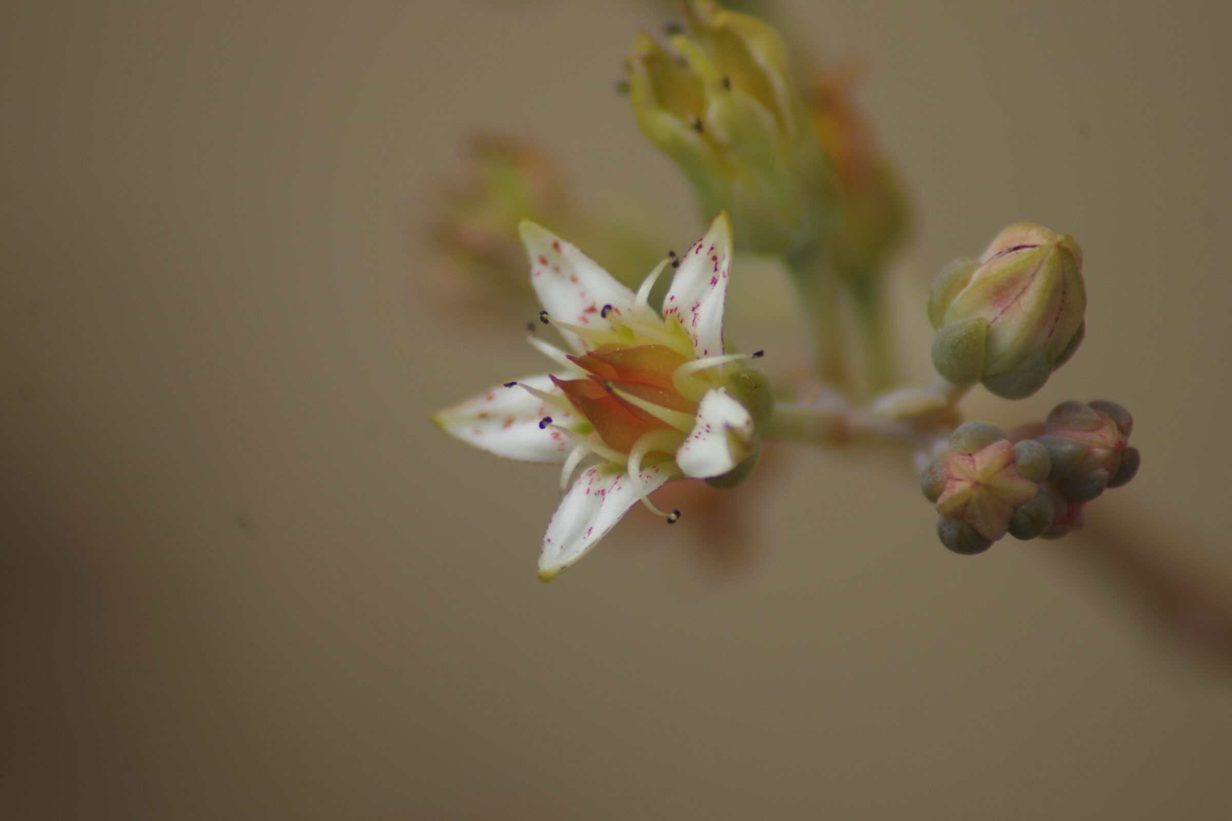 Tamron 70 210 F 3.8 macro + Pentax AF Adapter1, 7x