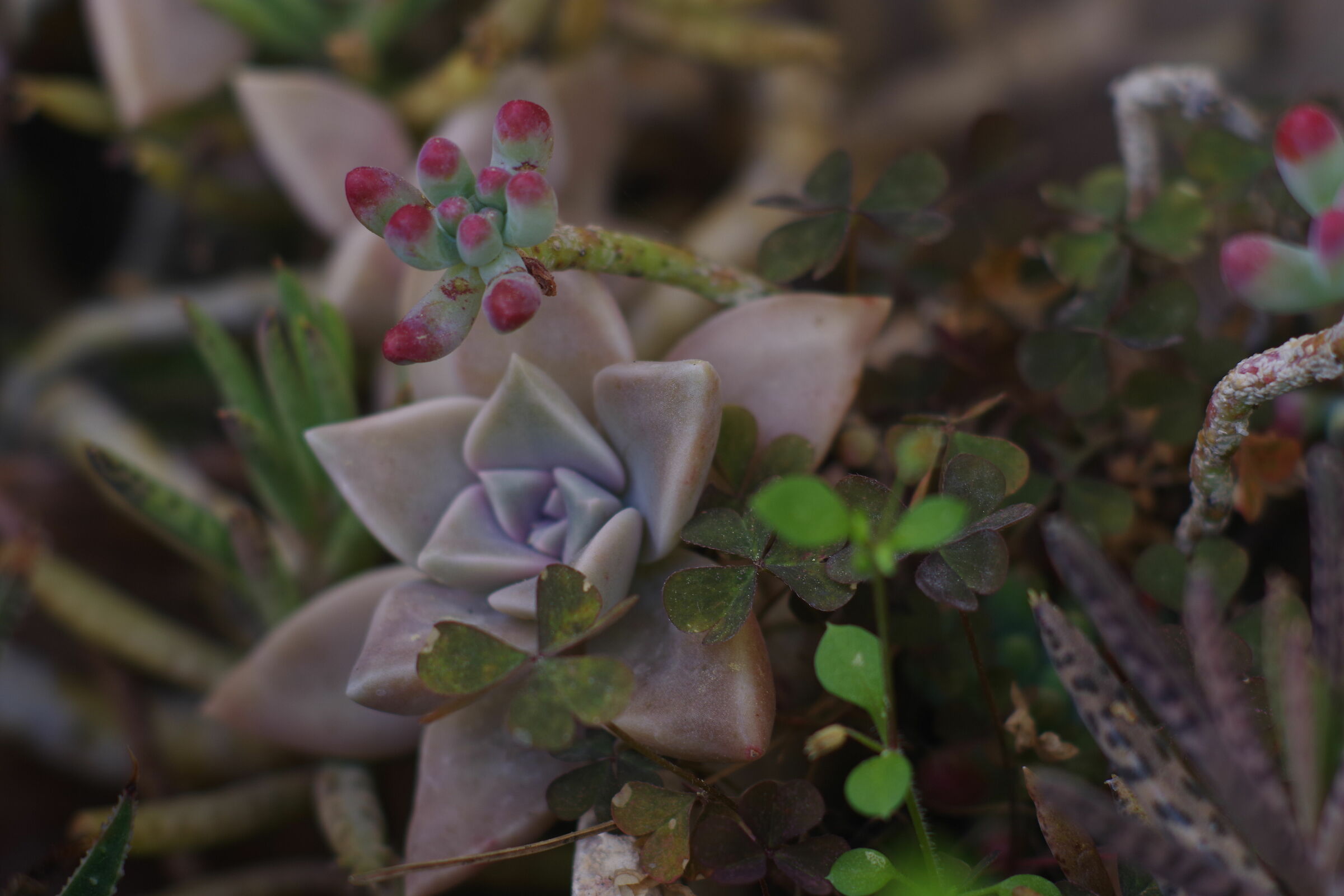 Pentax 50mm 1.4 + AF ADAP. 1.7 x