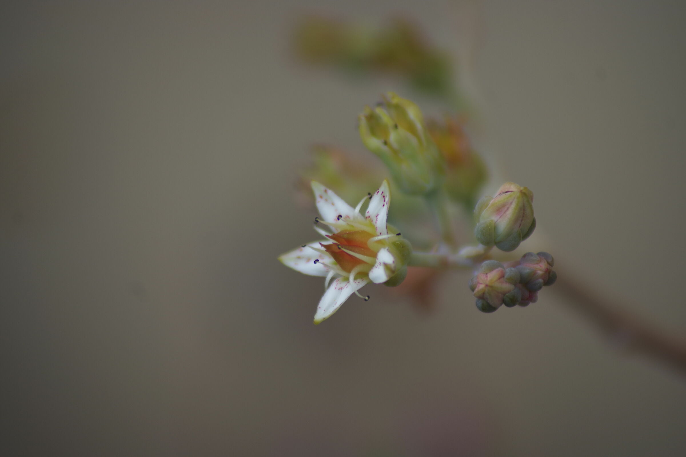 Tamron 70 210F3,8 macro