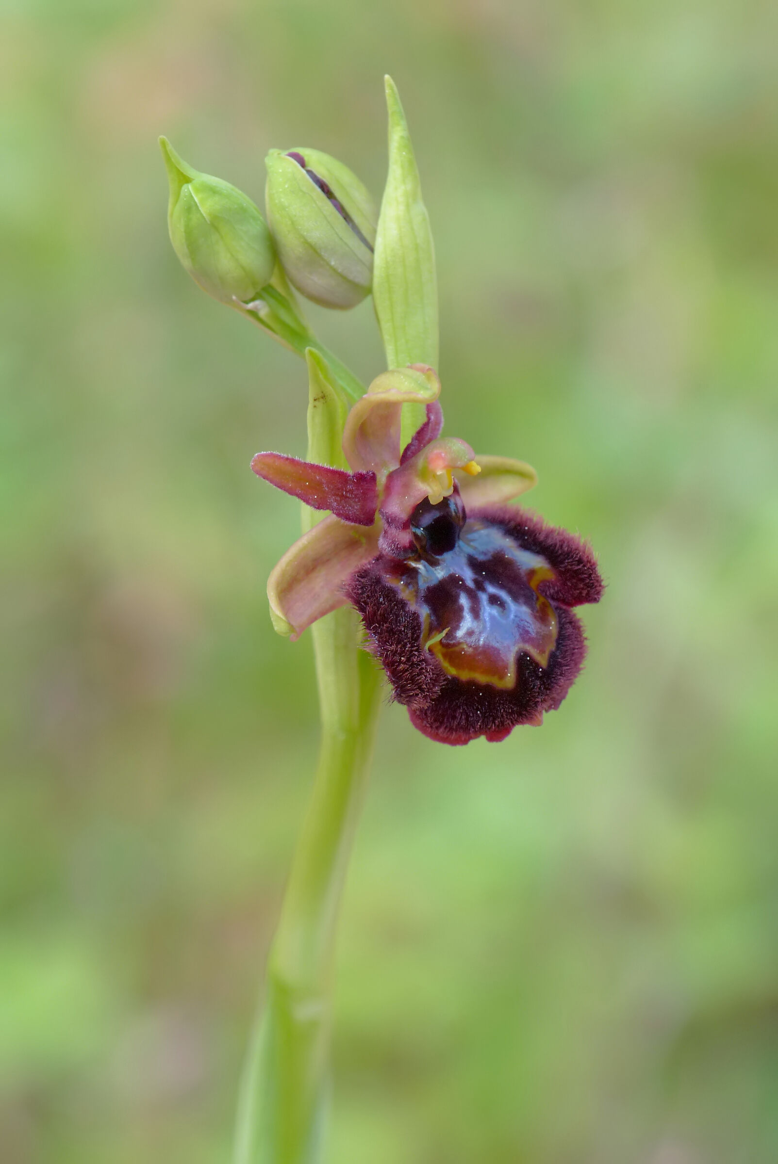 Ophrys bertoloniiformis x Ophrys speculum