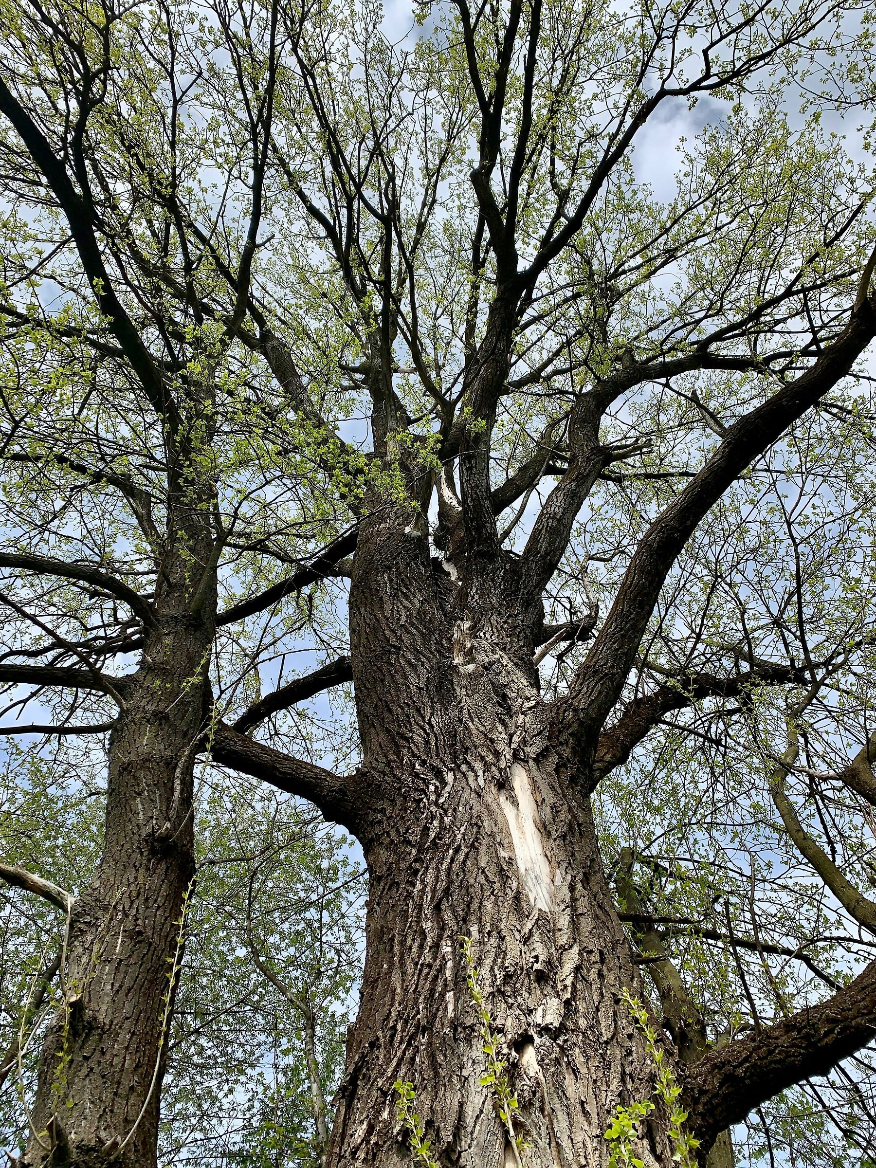 Il pioppo centenario