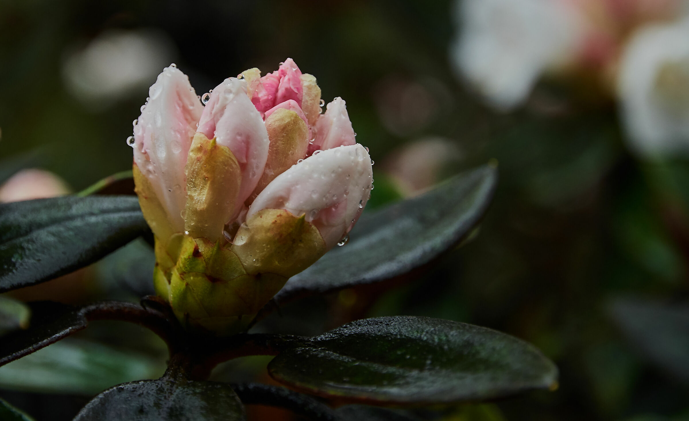 boccioli a Holyroodhouse - Edinburgh