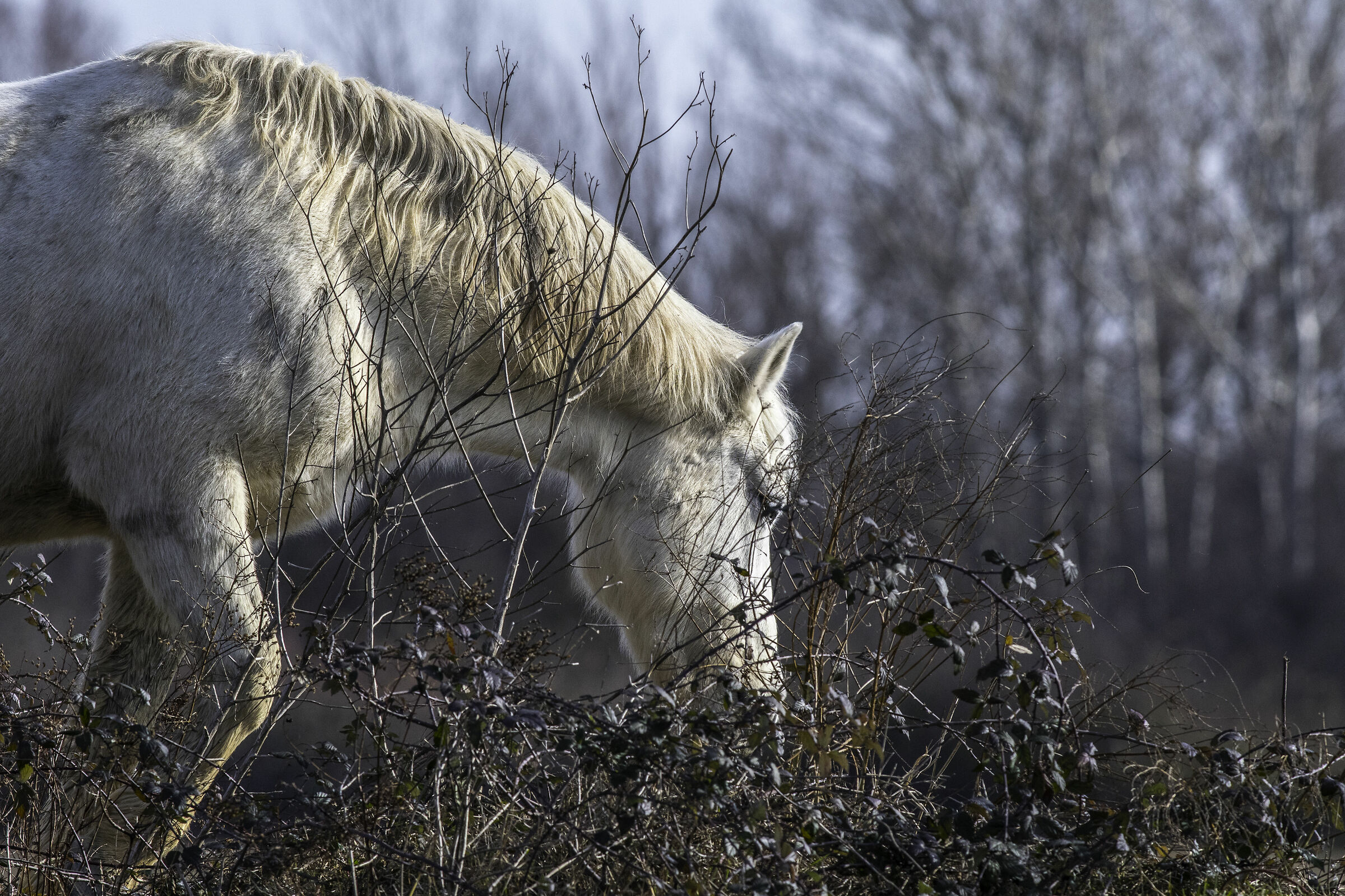 cavallo Camargue - Isola della Cona (go)