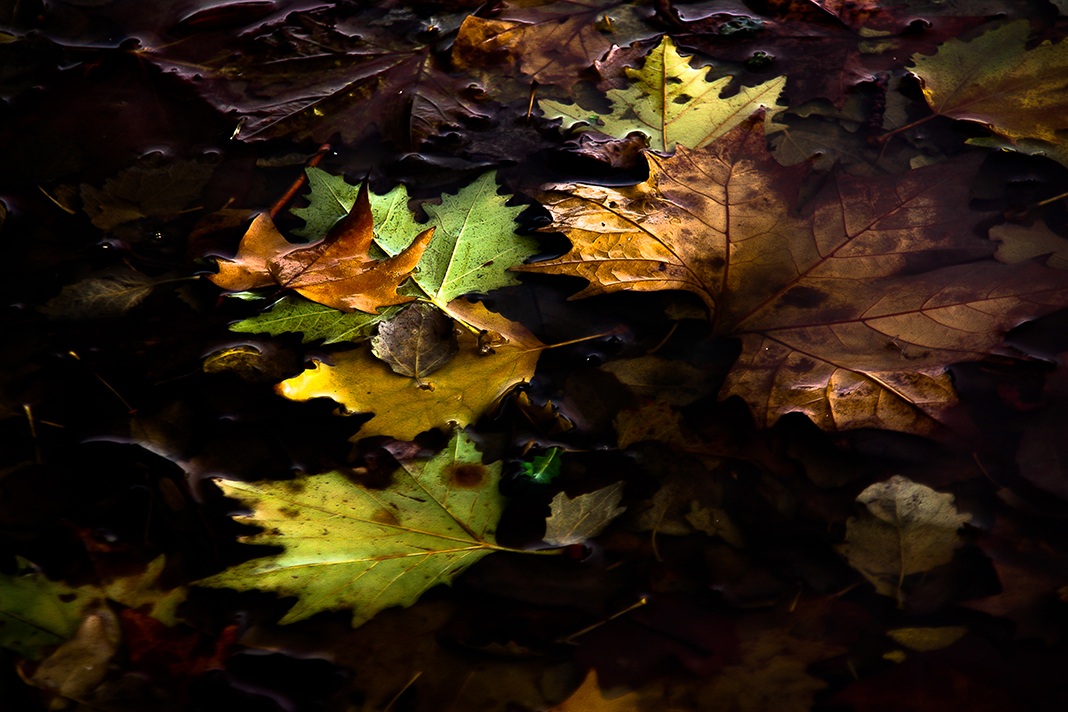Ultimi squarci d'autunno