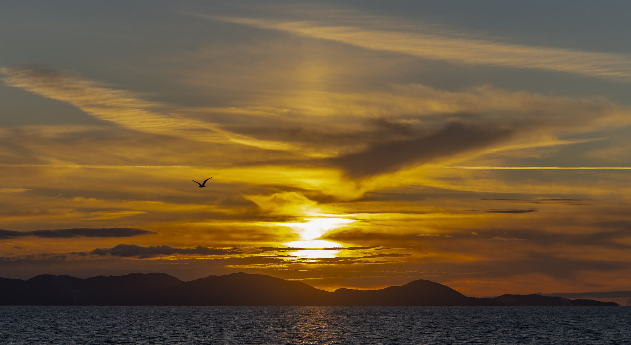The Elbe and The Seagull