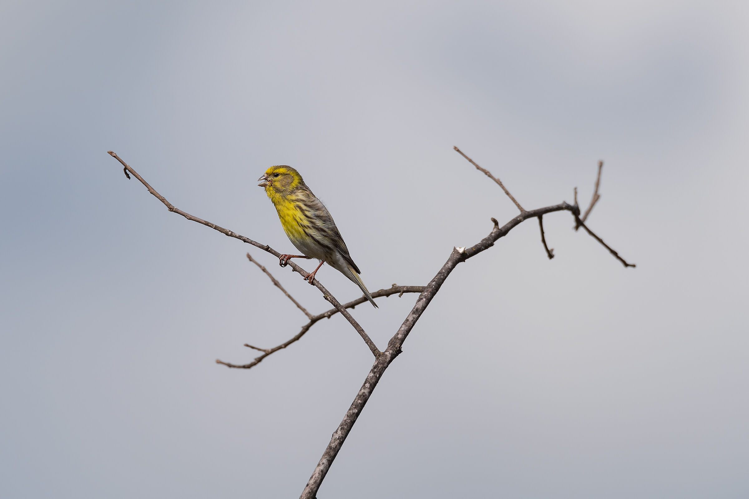 la sveglia del verzellino