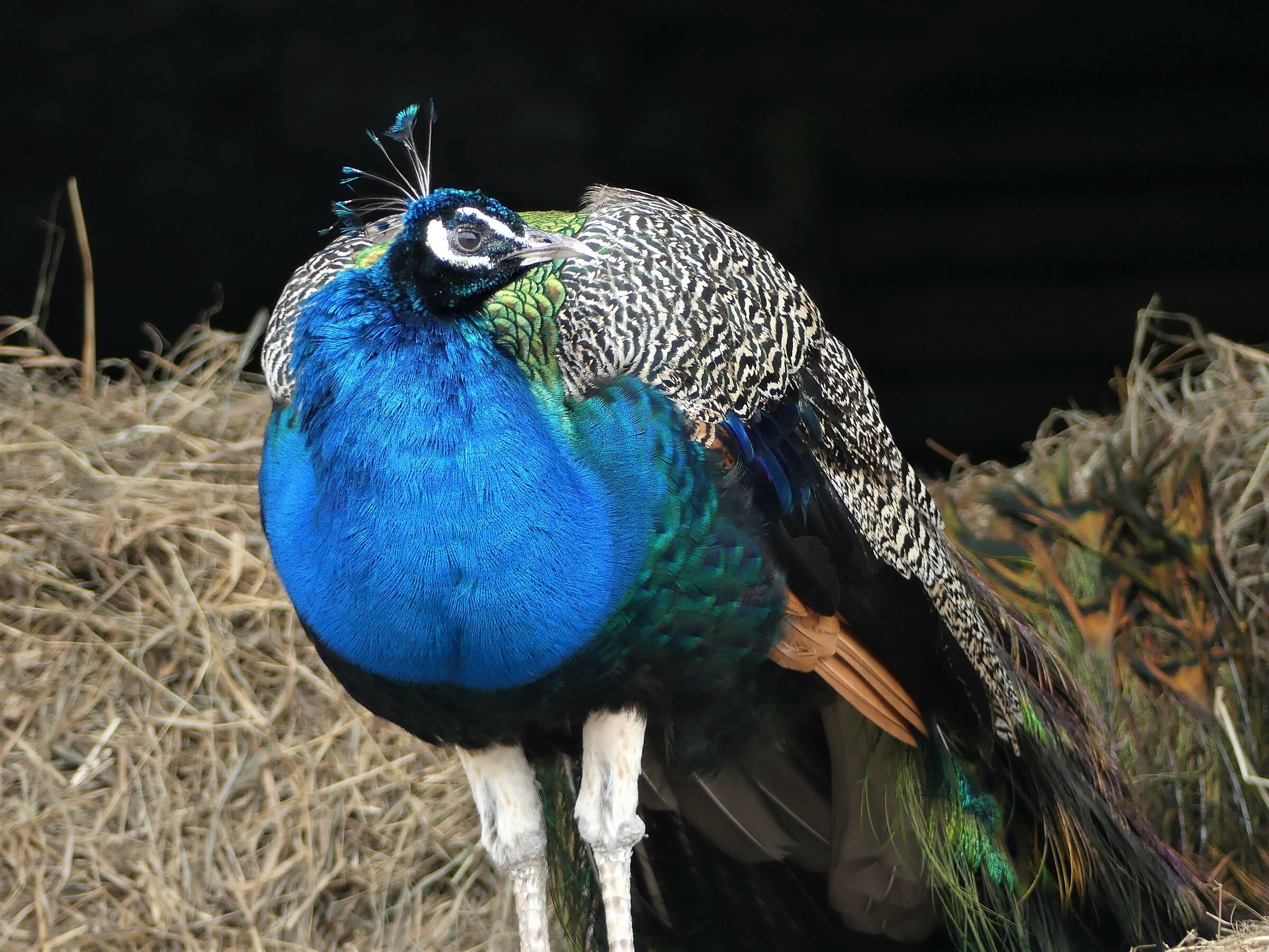 Aò, I don't miss you if you pay me!