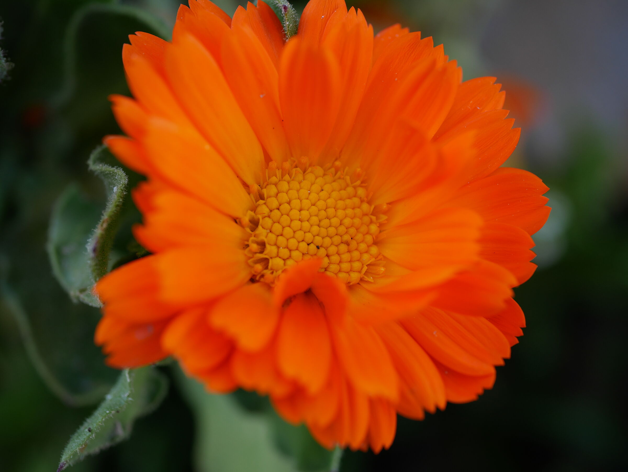 Calendula