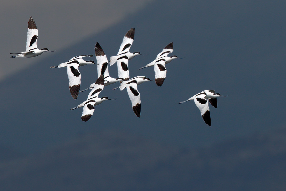 Avocetta