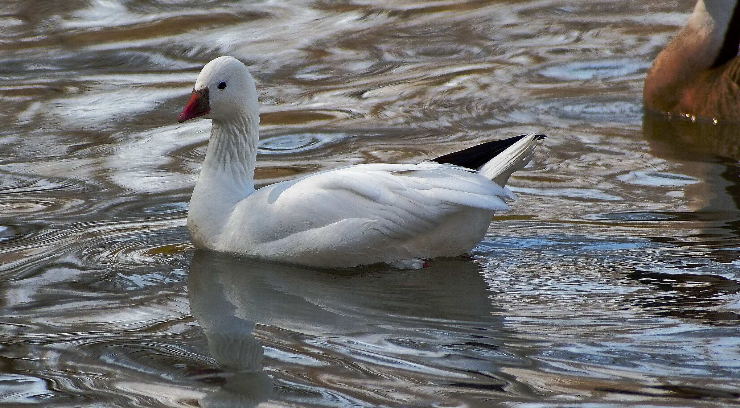 Una papera particolare