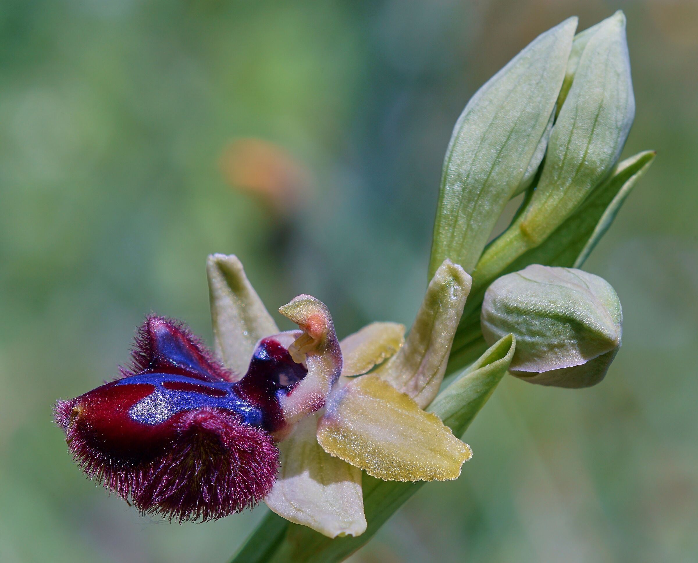 Ophrys Incubacea
