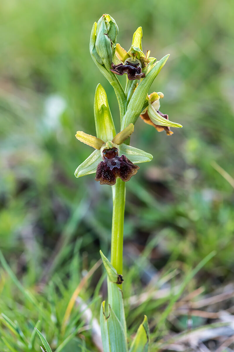 Ophrys Sphecodes