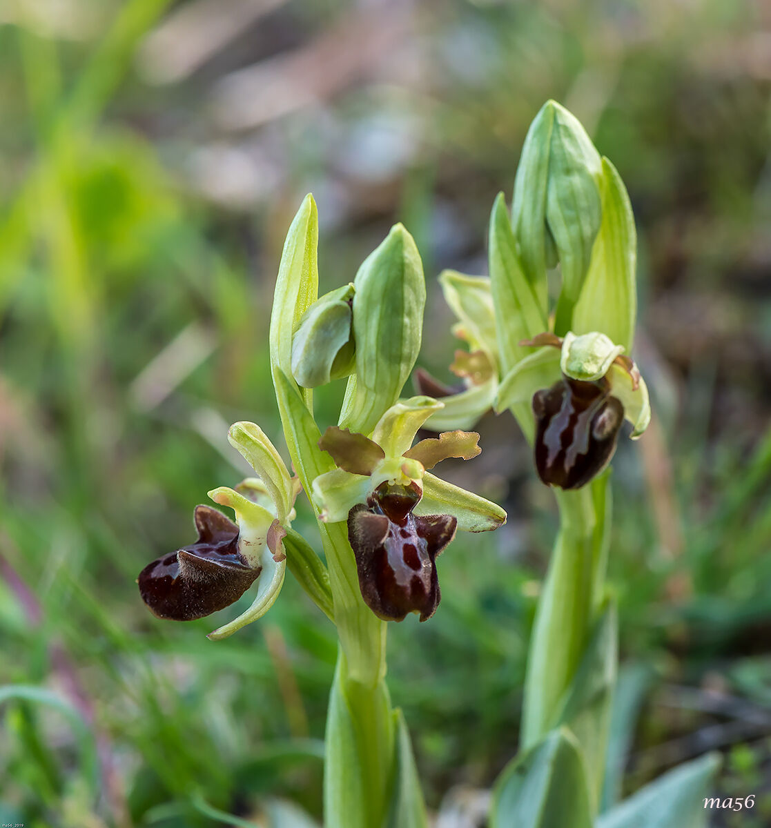 Ophrys Sphecodes