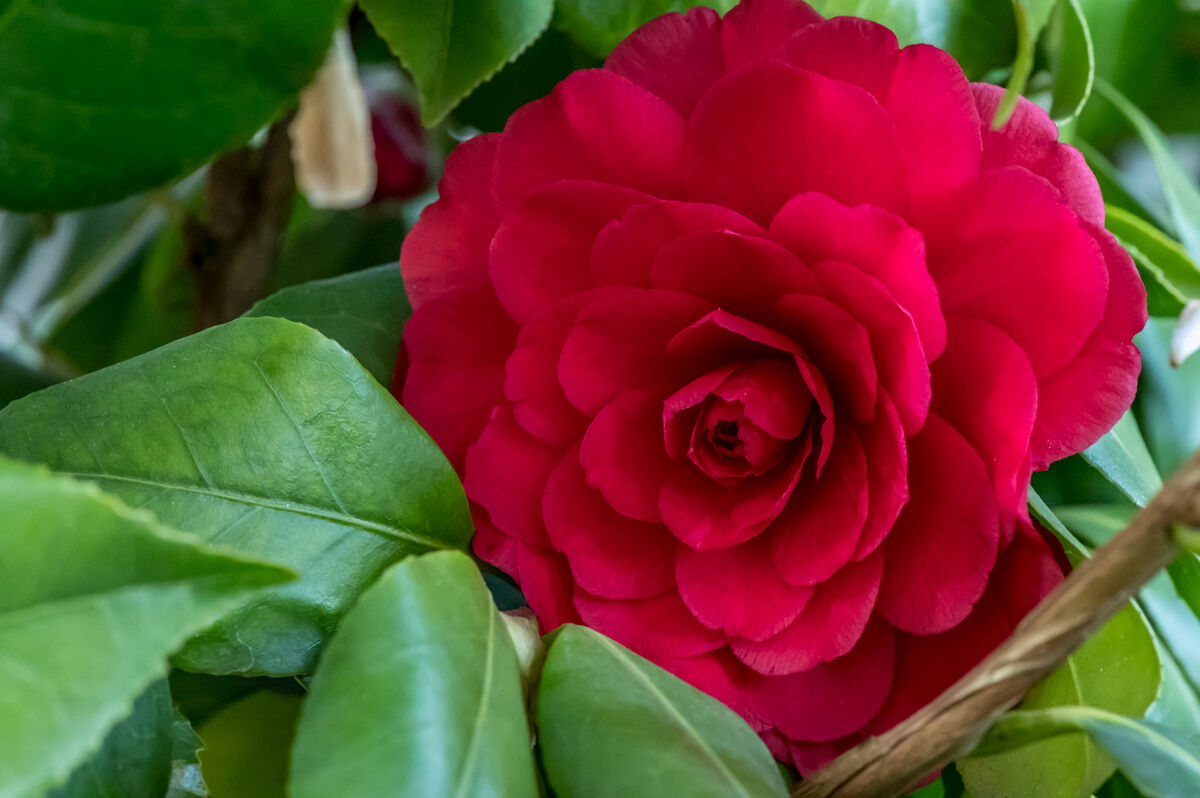 Camelia -  25600 ISO !!!