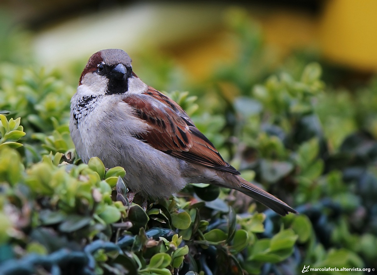 Passera oltremontana