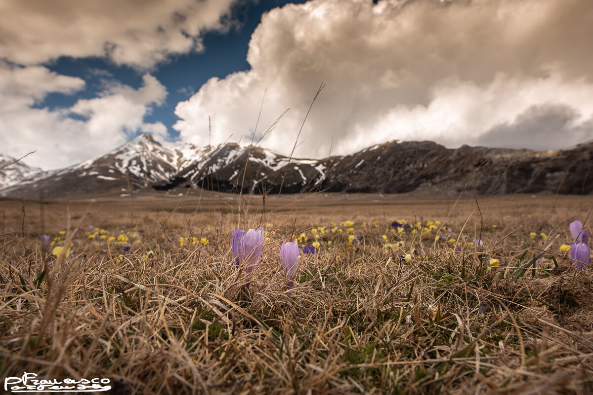 High Altitude Flowers