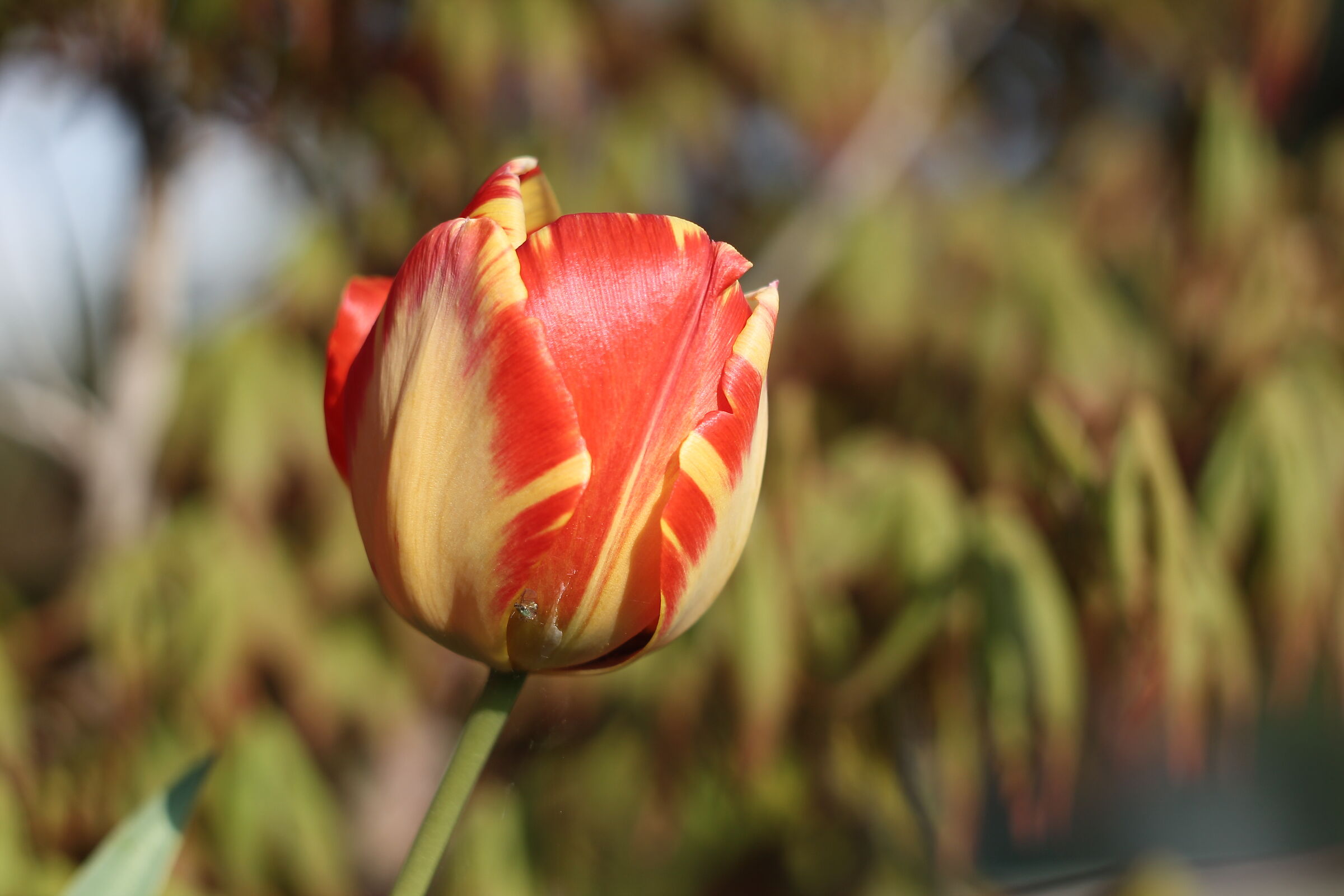 Tulip