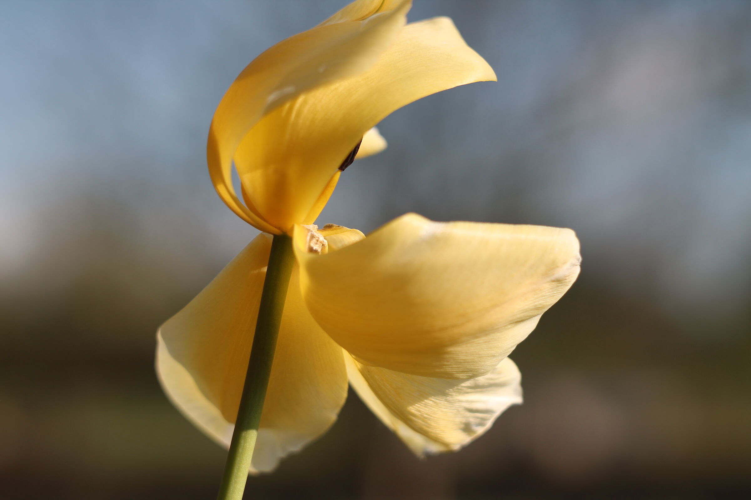 Tulip