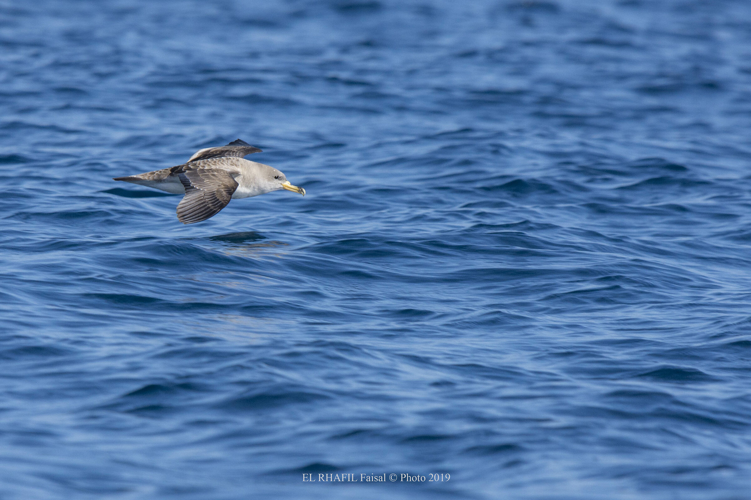 Berta maggiore - il classico volo