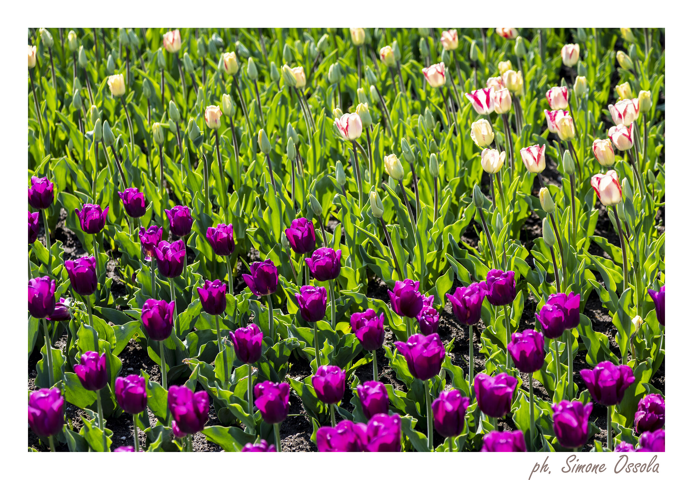 Tulipani - Villa Taranto