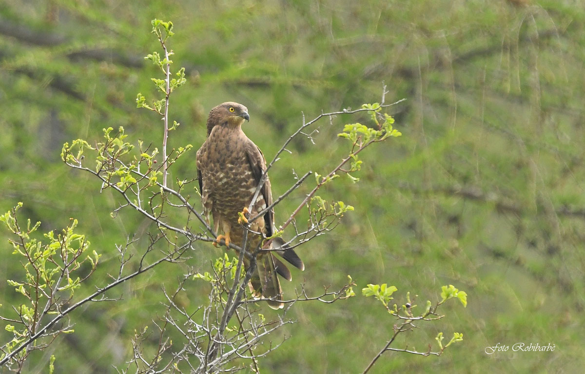 Pecchiaiolo Falcon...