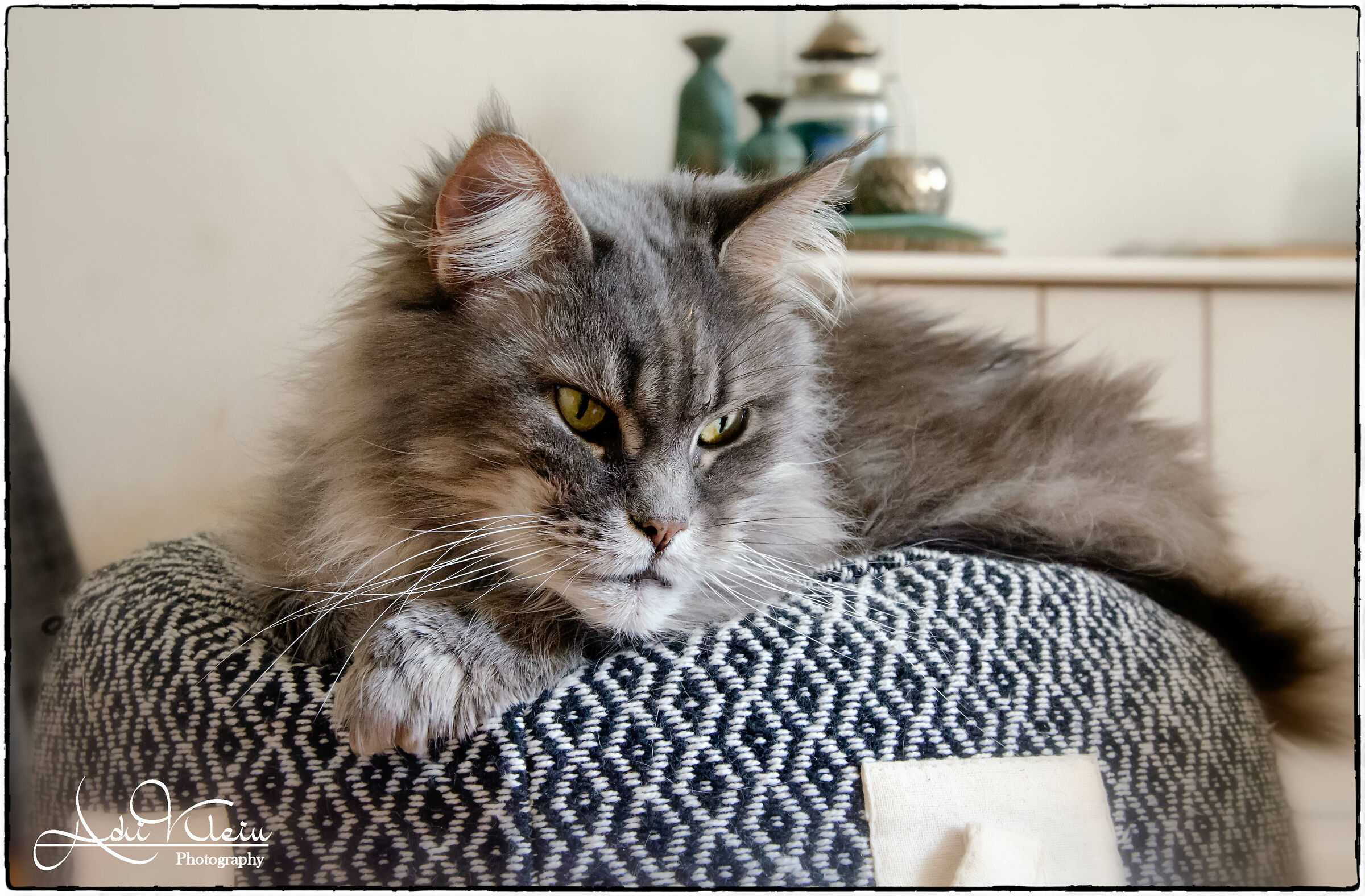 Maine Coon Miho