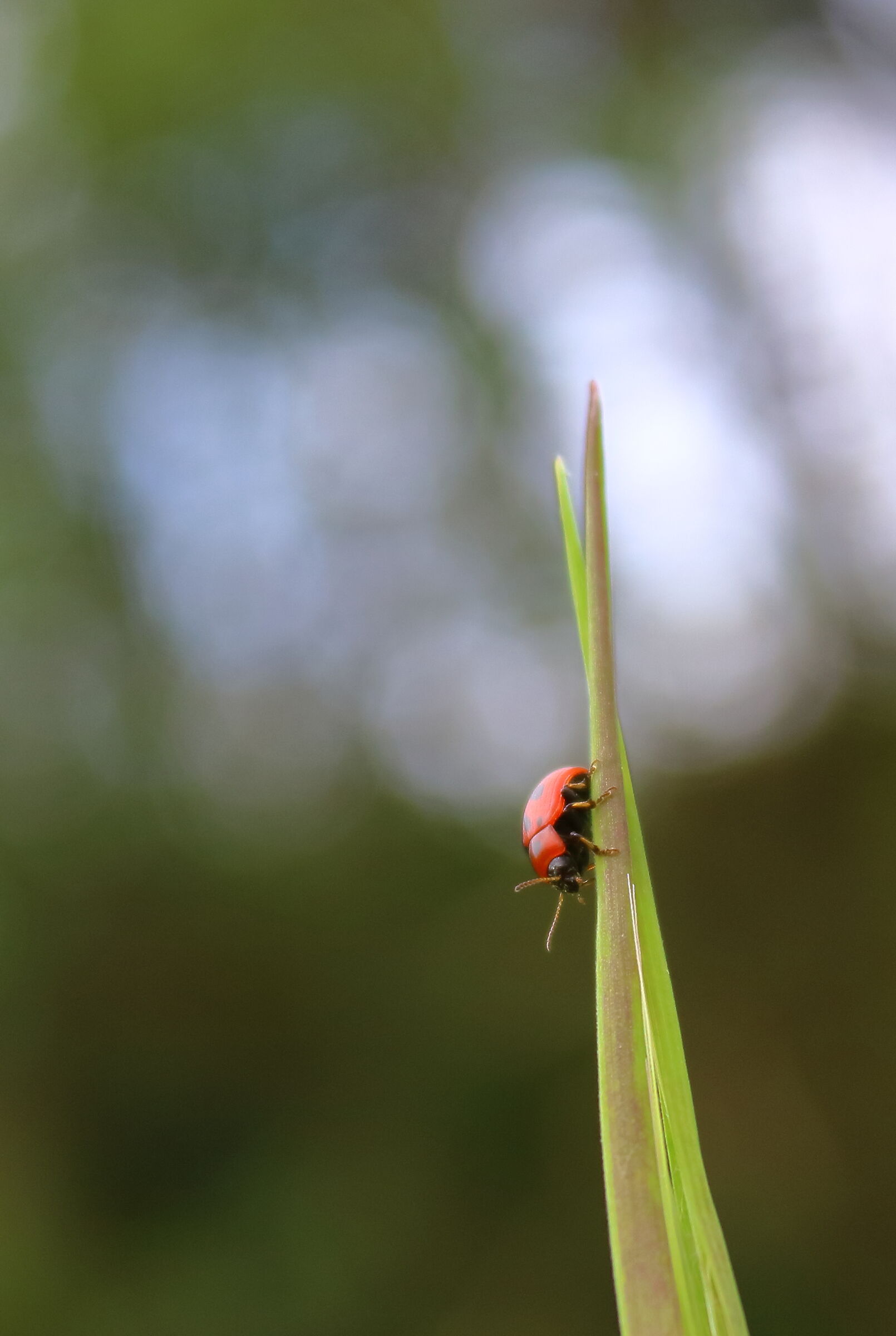 Coccinella su un filo d'erba