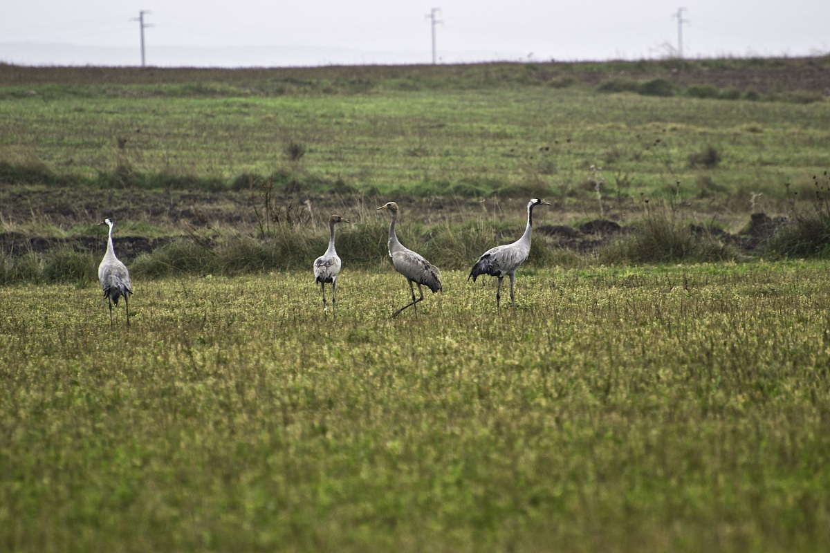crane slaty