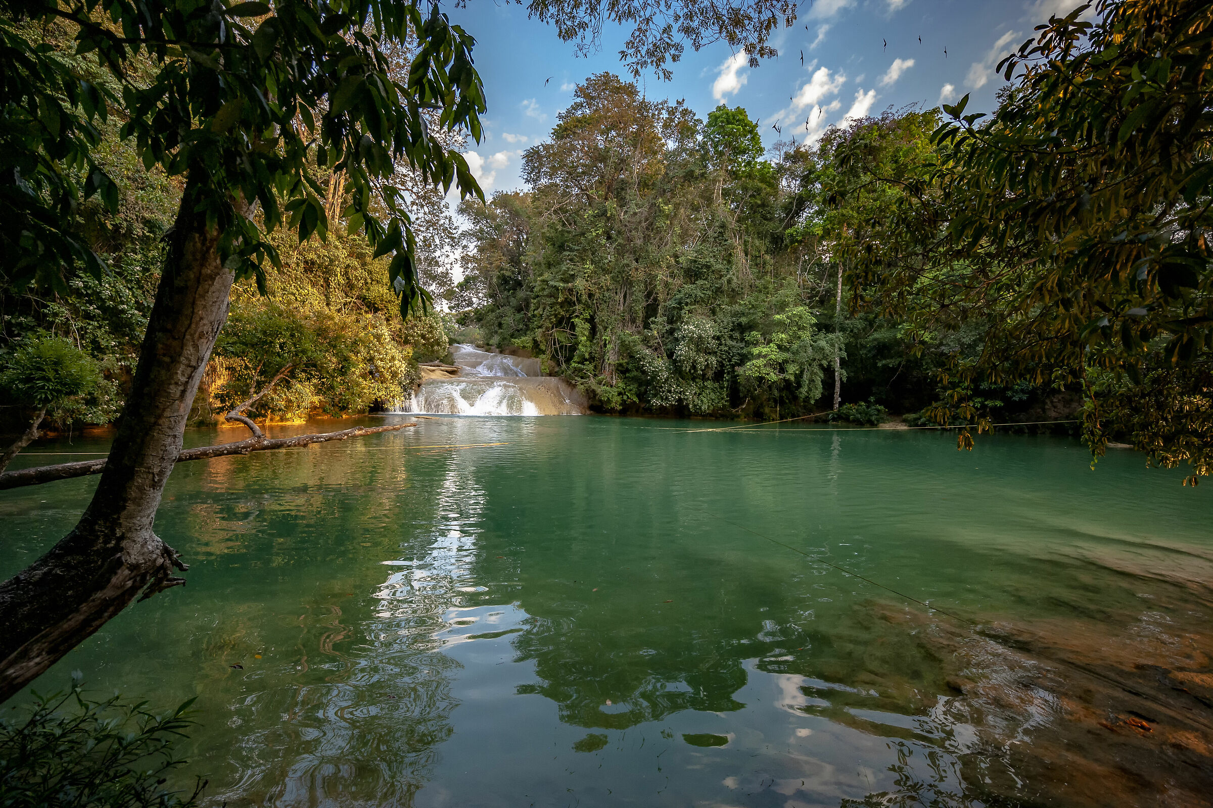 Un paradiso nella foresta Messicana