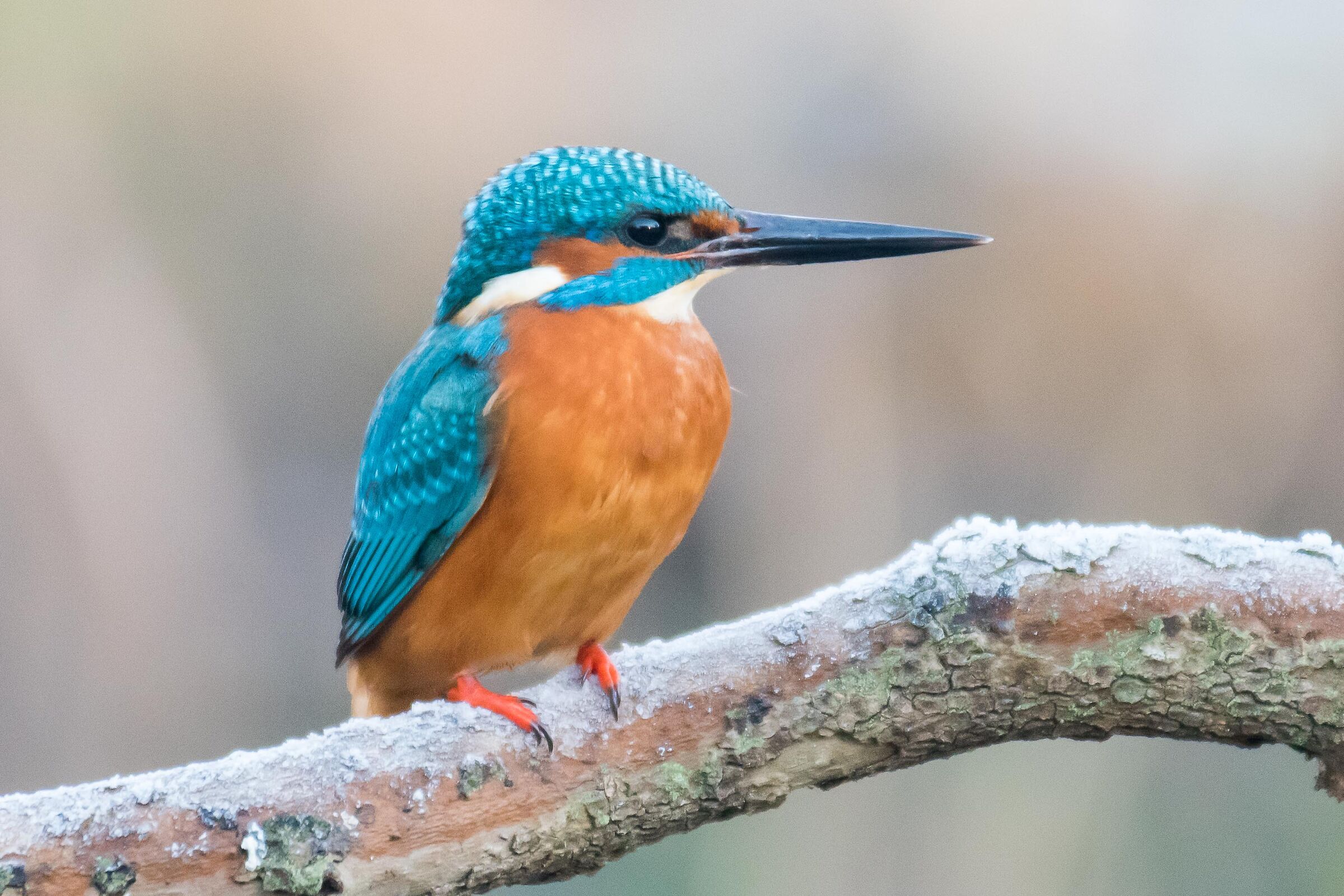 Posing Kingfisher