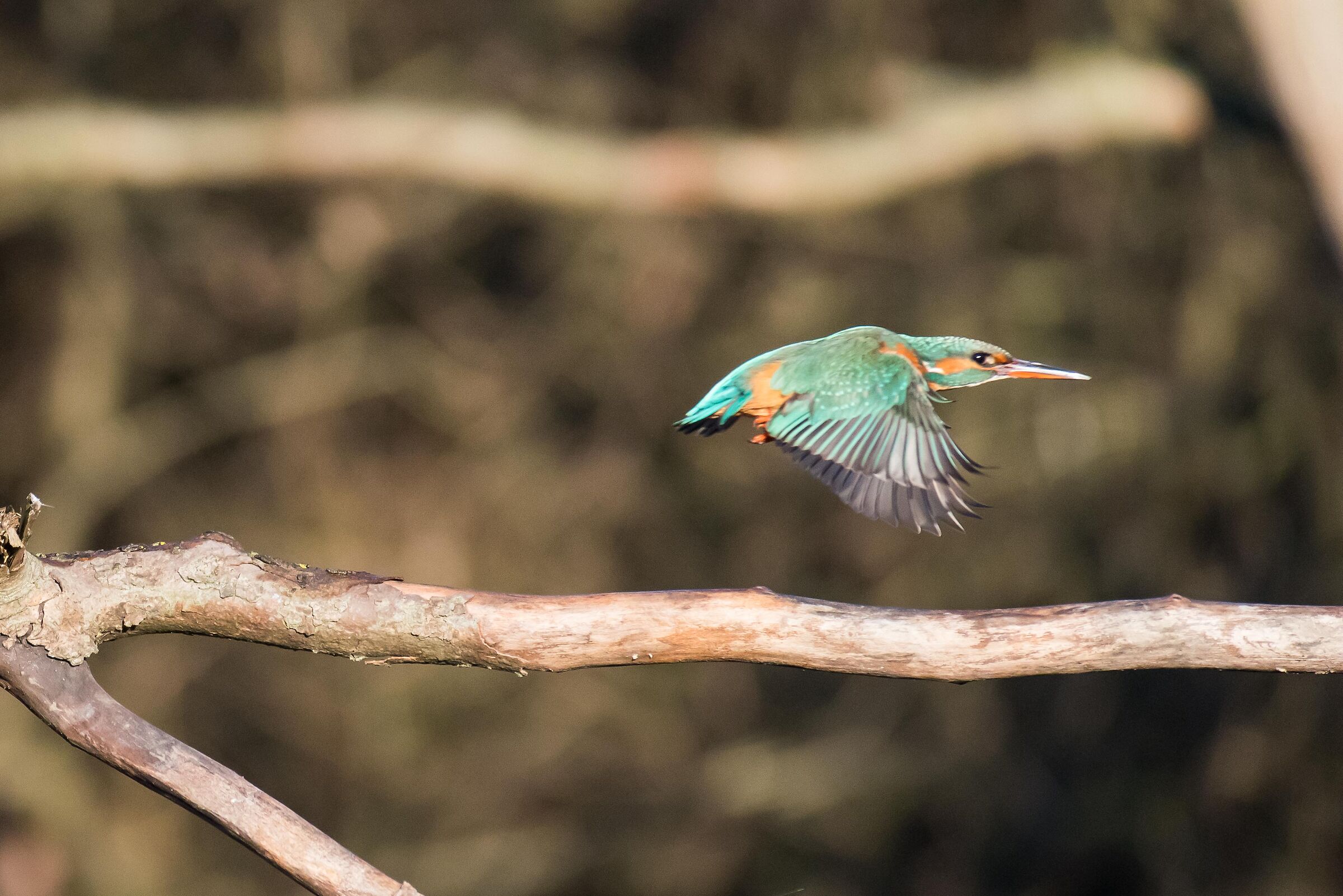 The Flight of the Martino