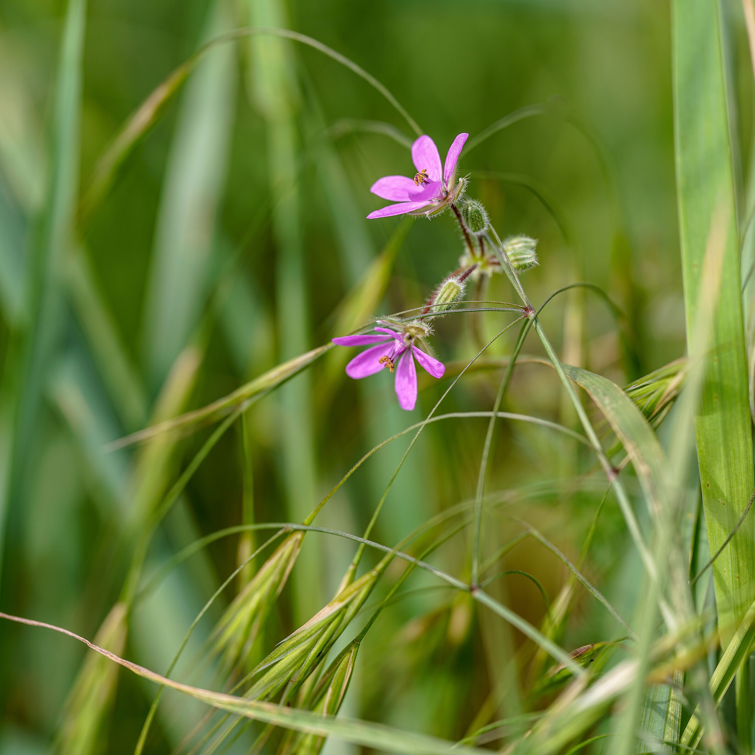 Field Flowers