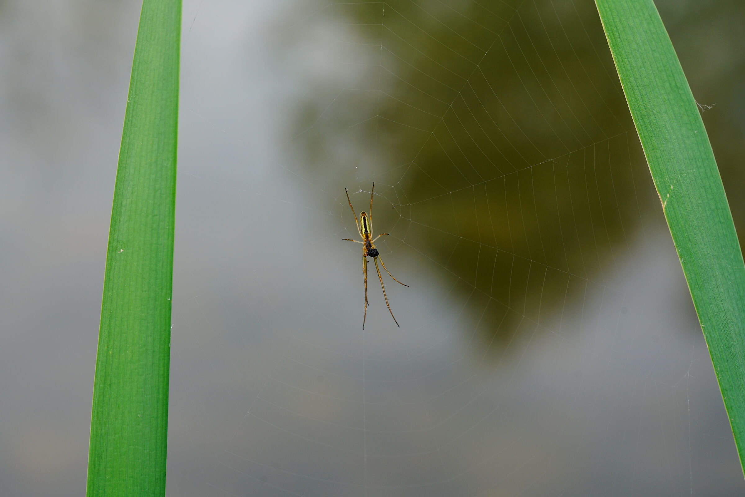 After the rain work in progress