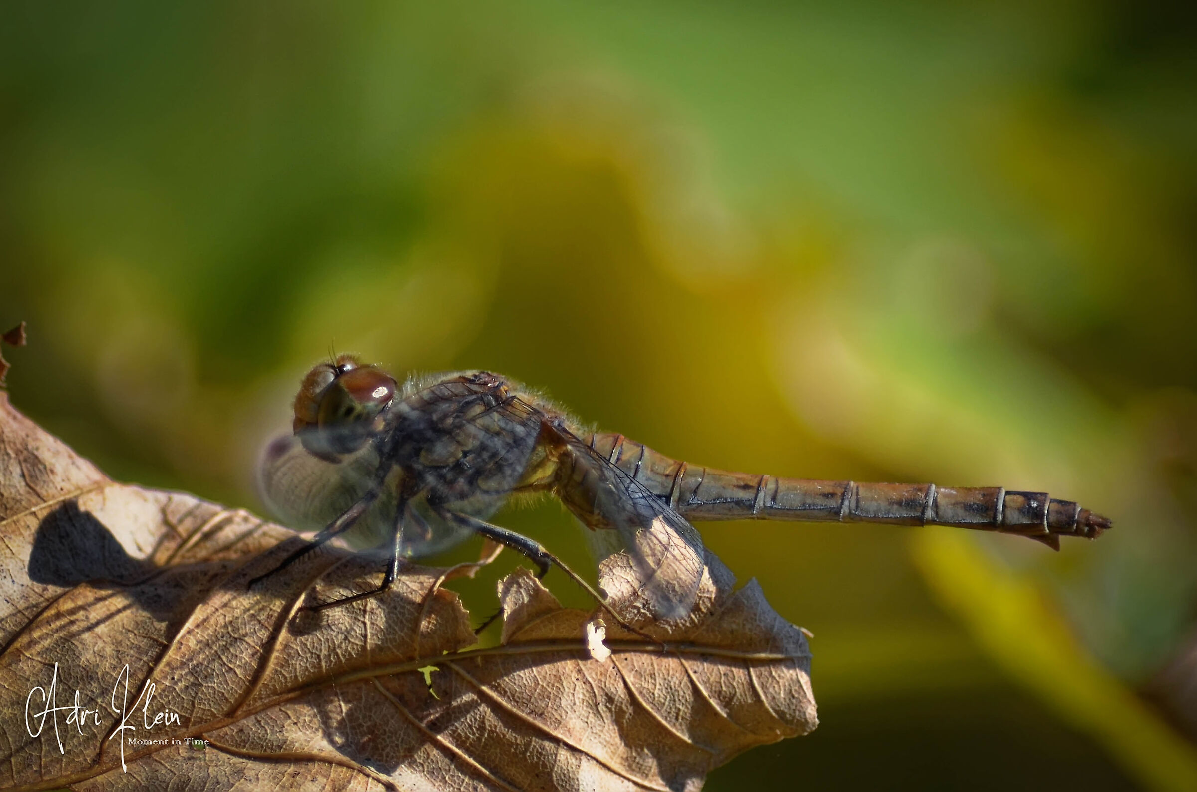Dragonfly