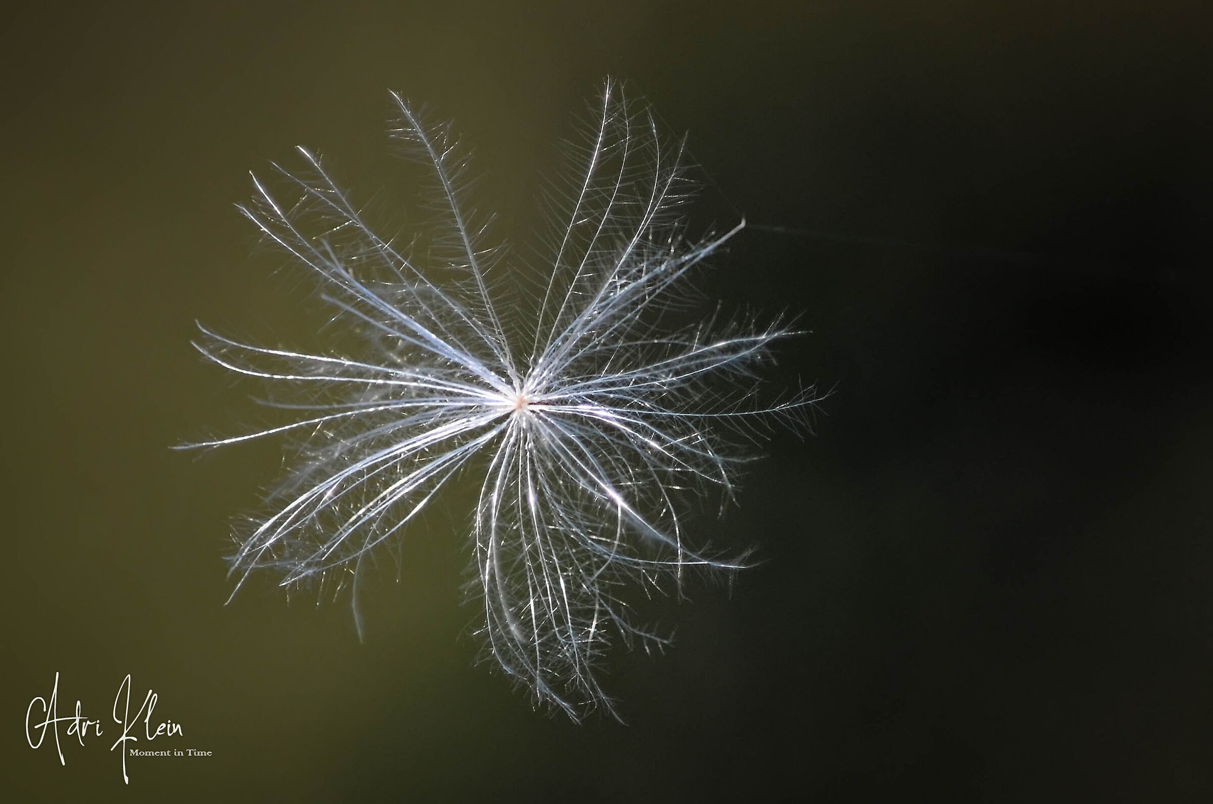 Fluff
