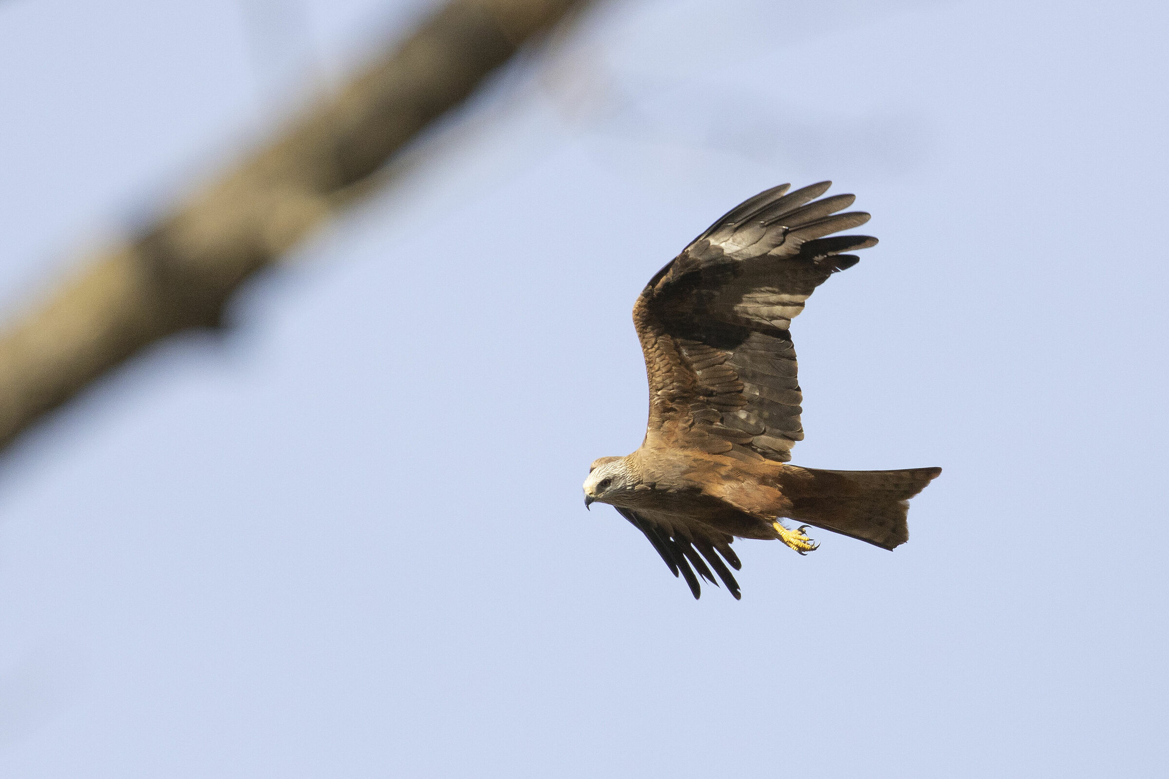 Brown Kite