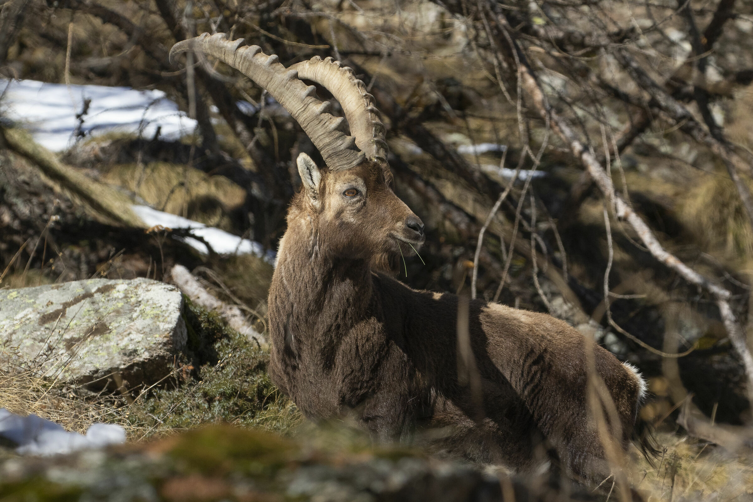 Ibex