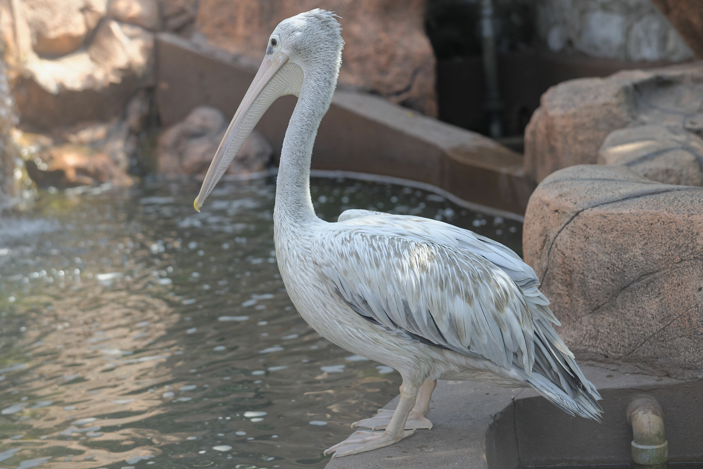 Pelican