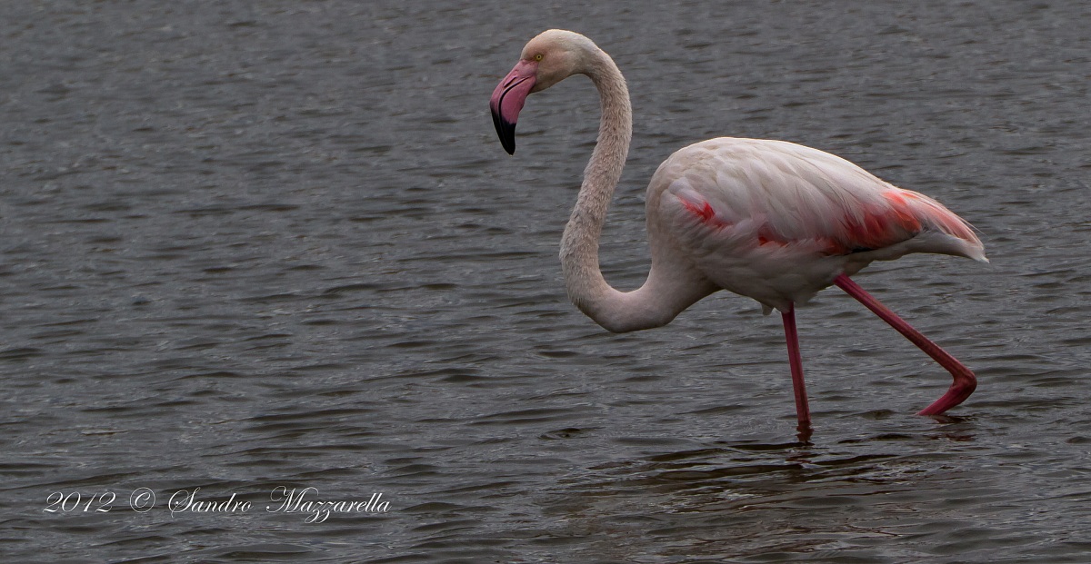 Pink Flamingo