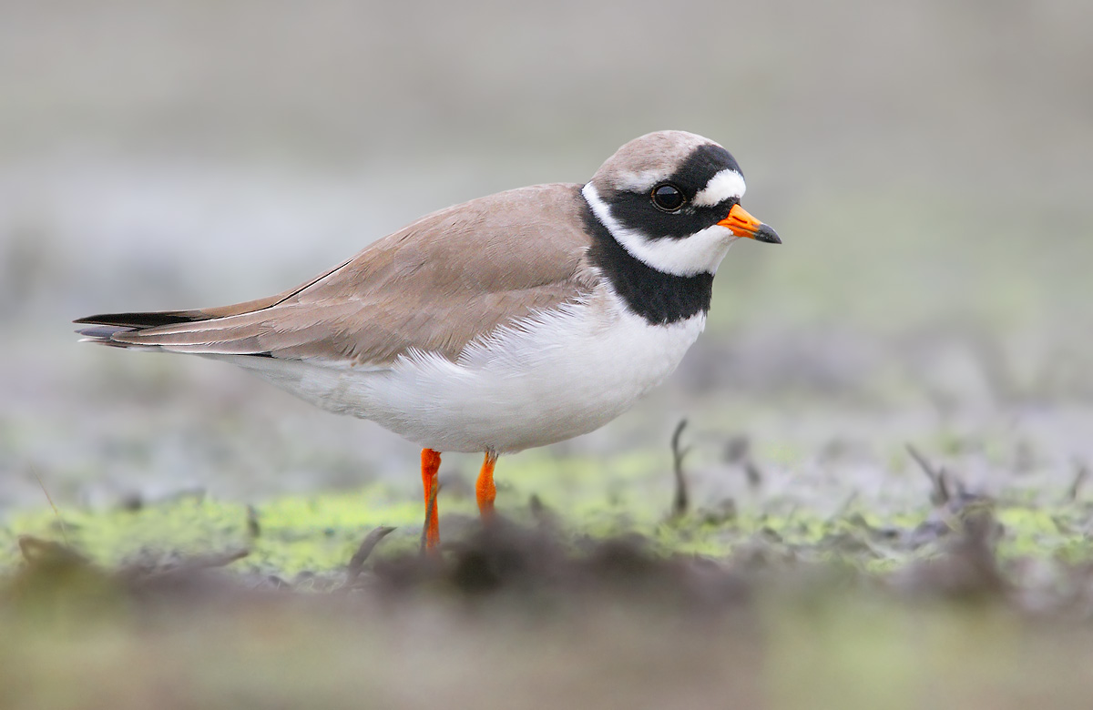 Ringed Plover