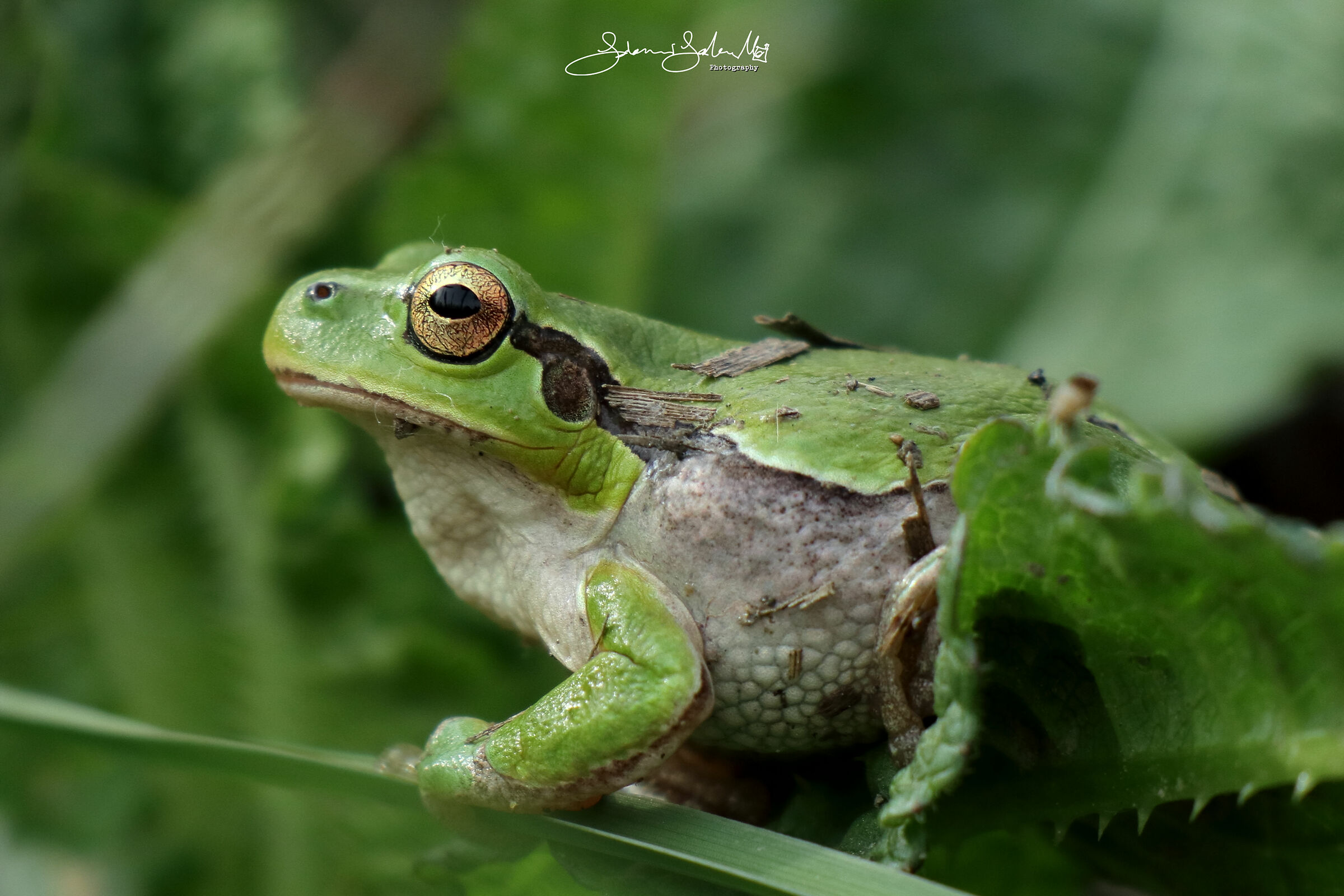 The Italian Tree Frog (Hyla intermedia, Boulenger 1882)