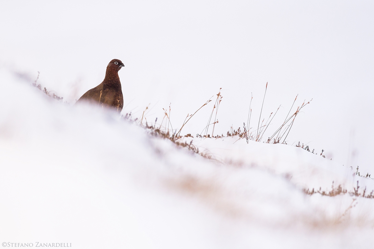 Red Grouse