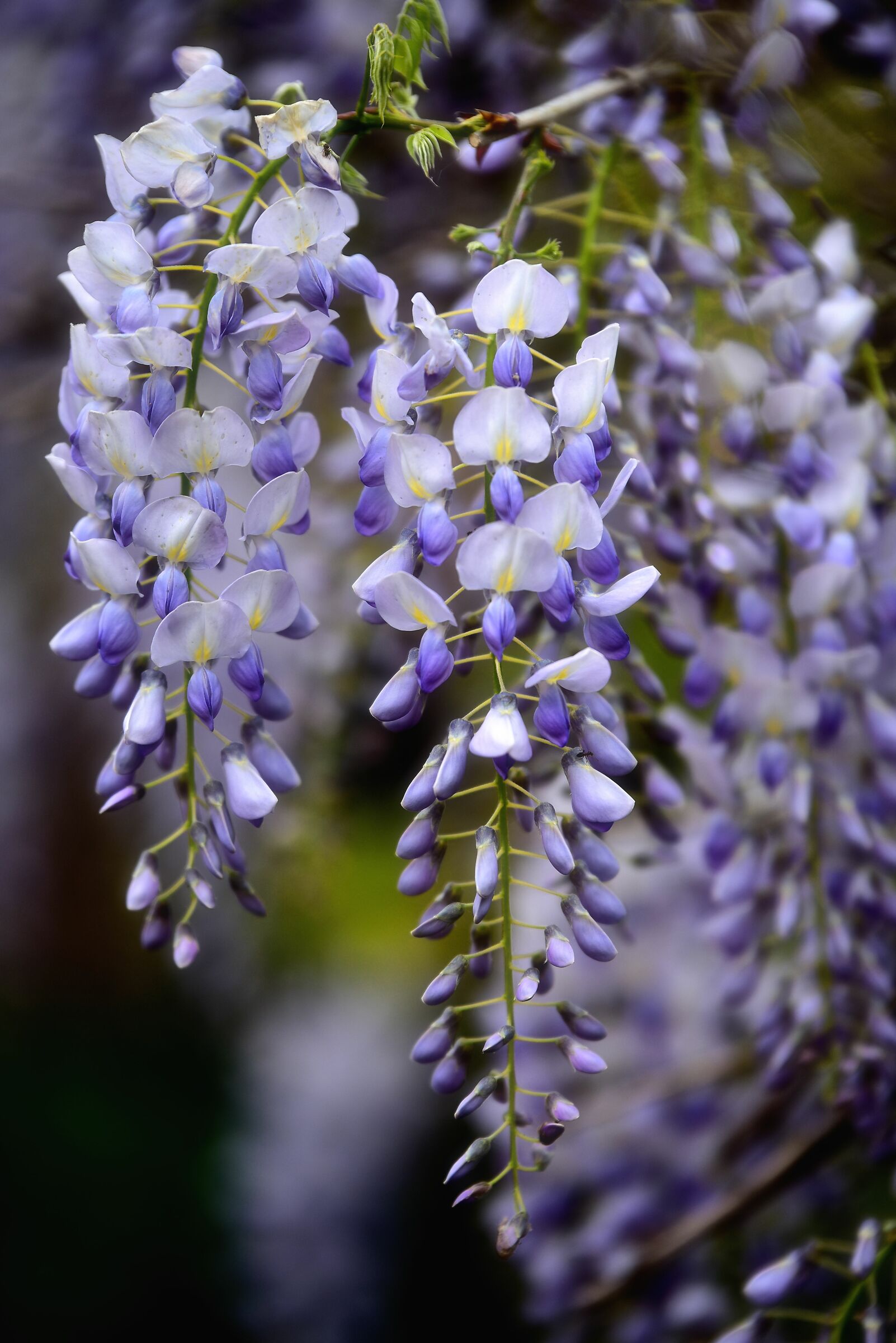 Wisteria