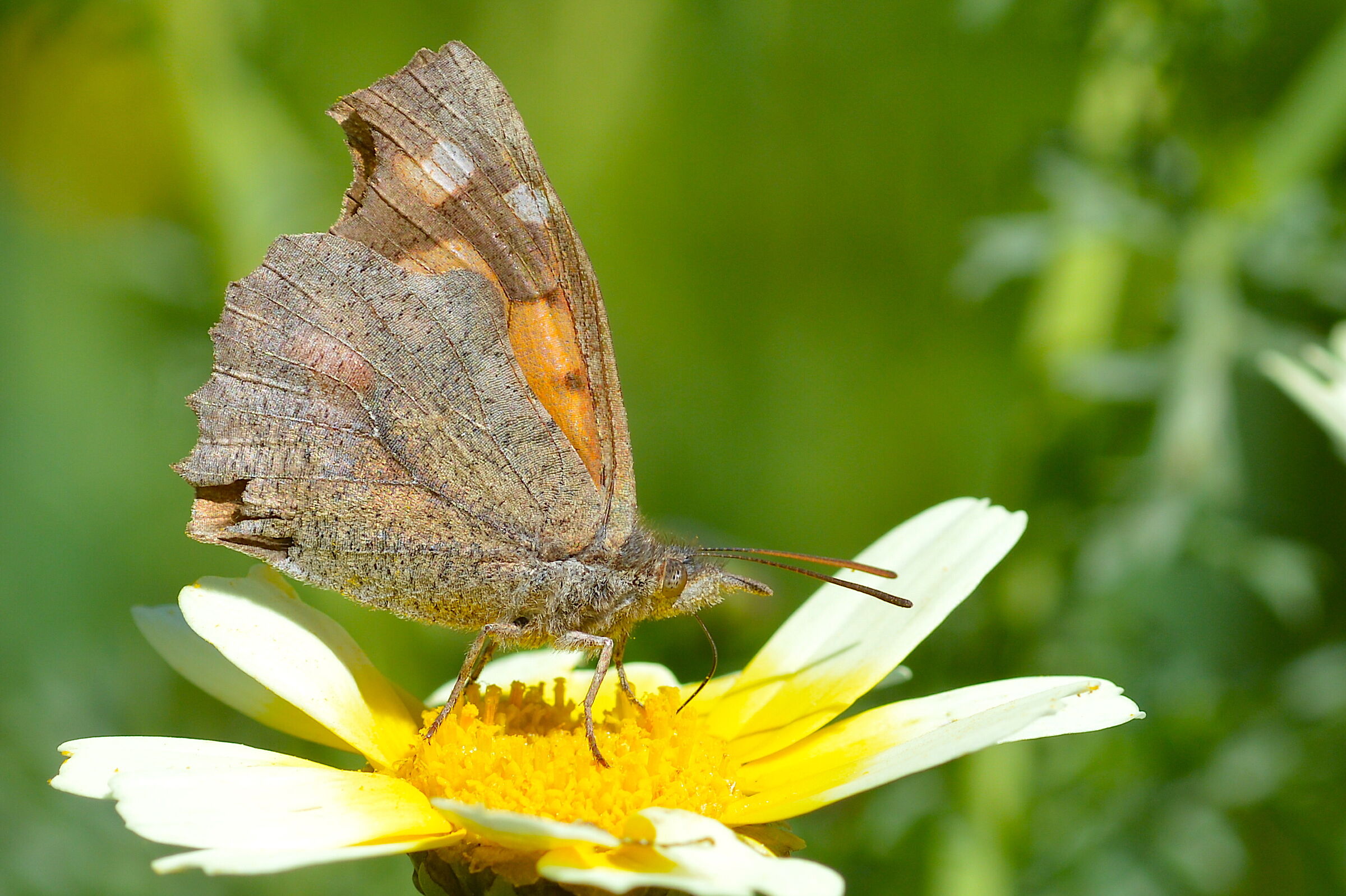 Farfalla su margherita