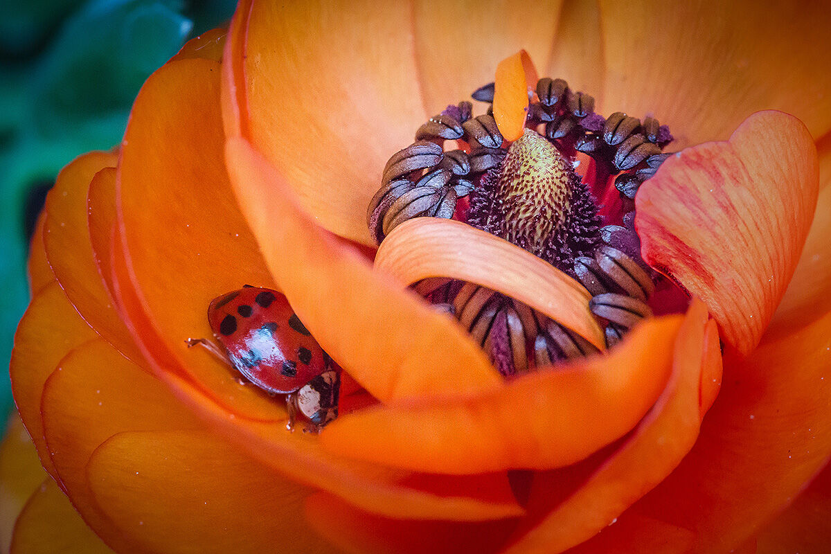 Un piccolo ospite 01